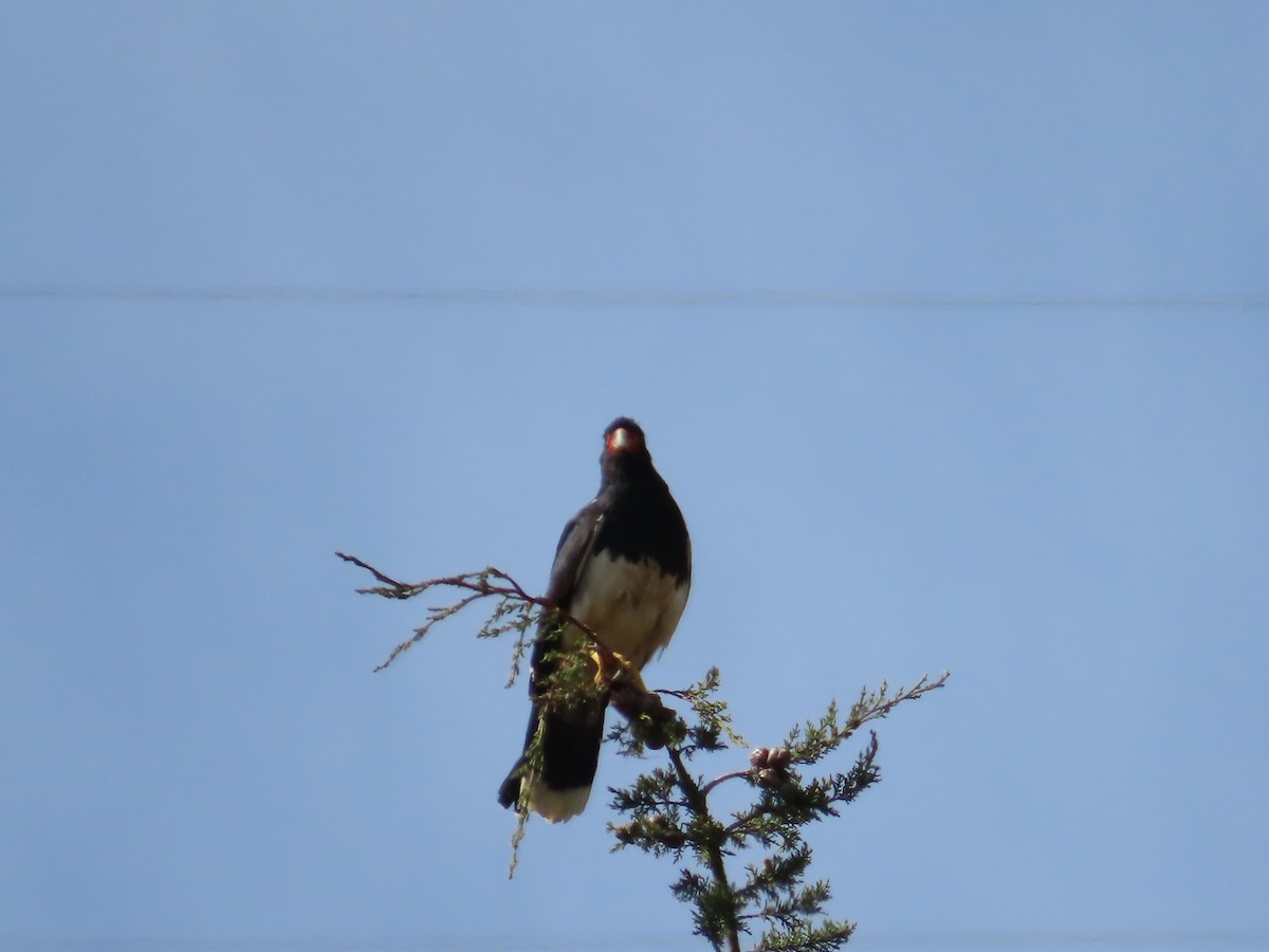Caracara Andino - ML643506225