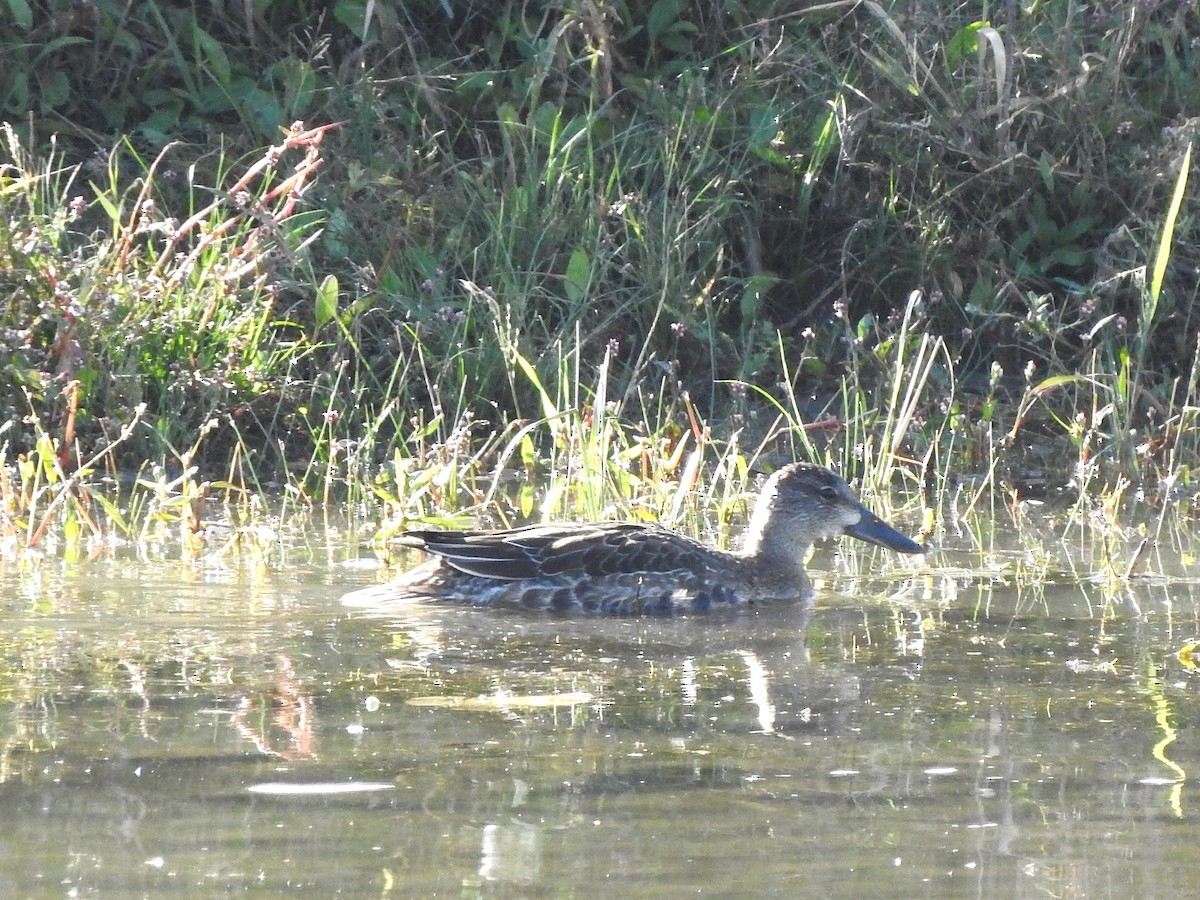 Blue-winged Teal - ML643506226