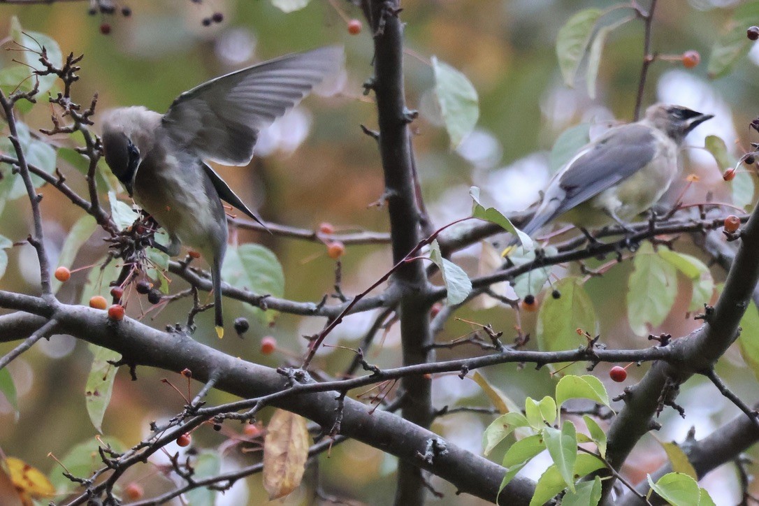 Cedar Waxwing - ML643506231