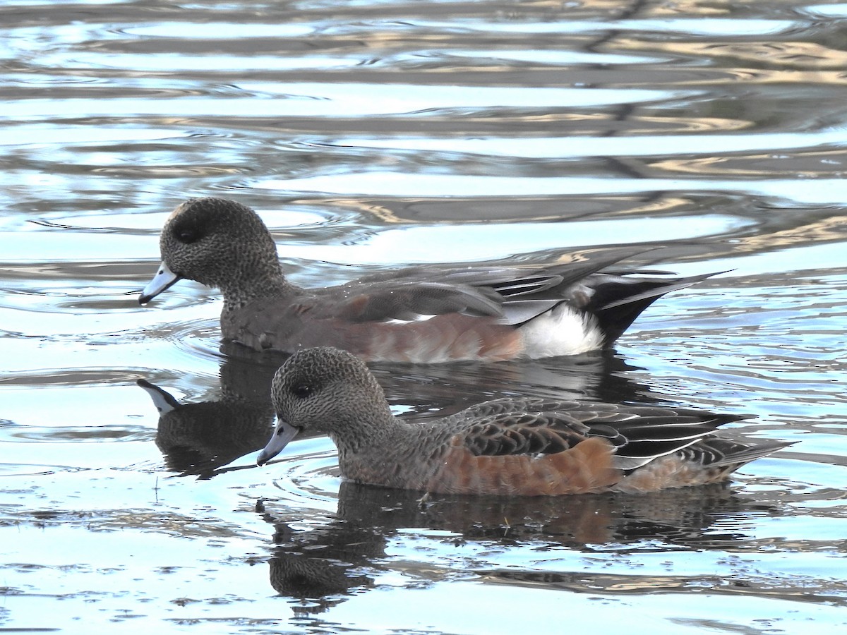 American Wigeon - ML643506233