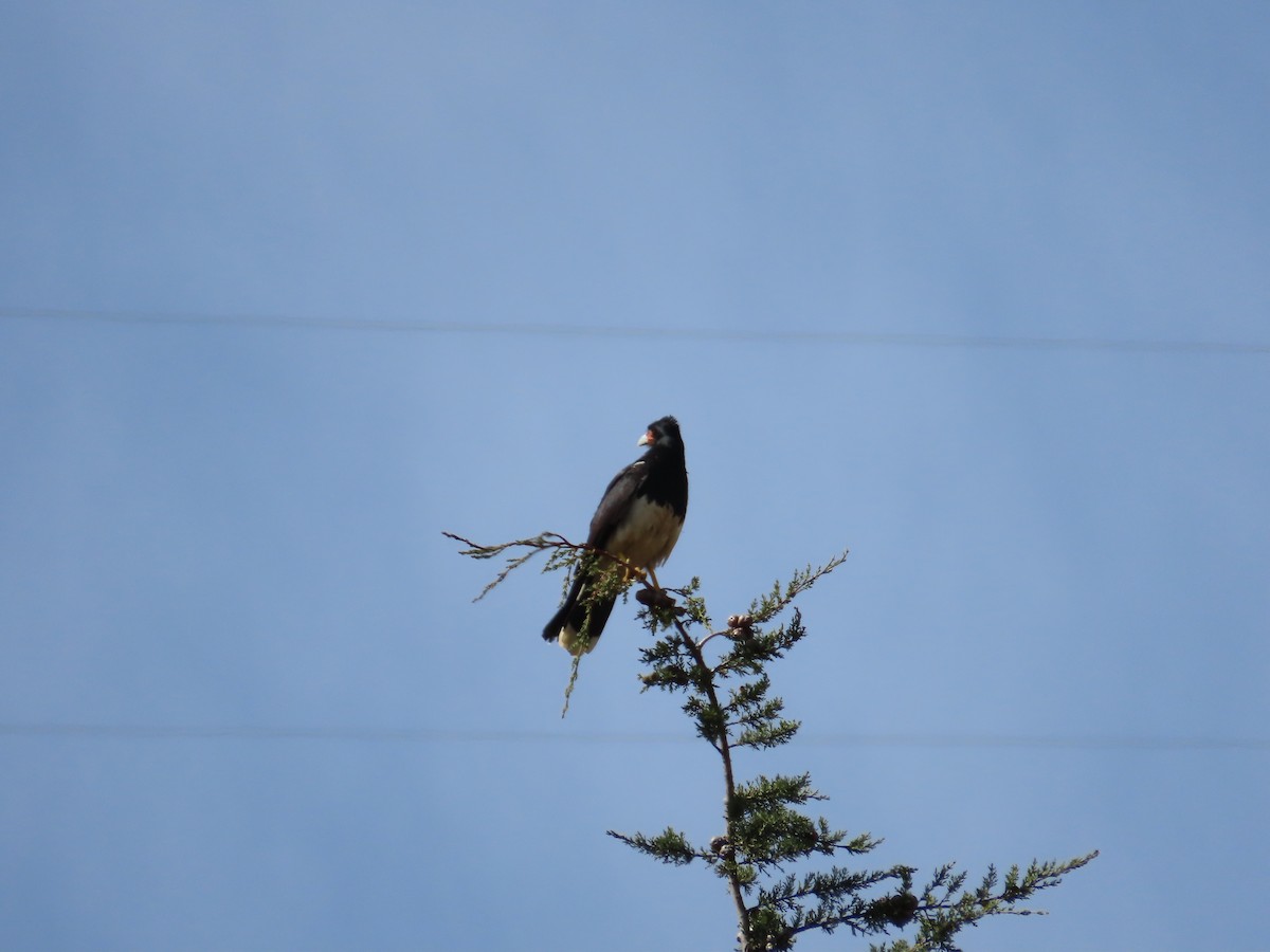 Caracara Andino - ML643506235