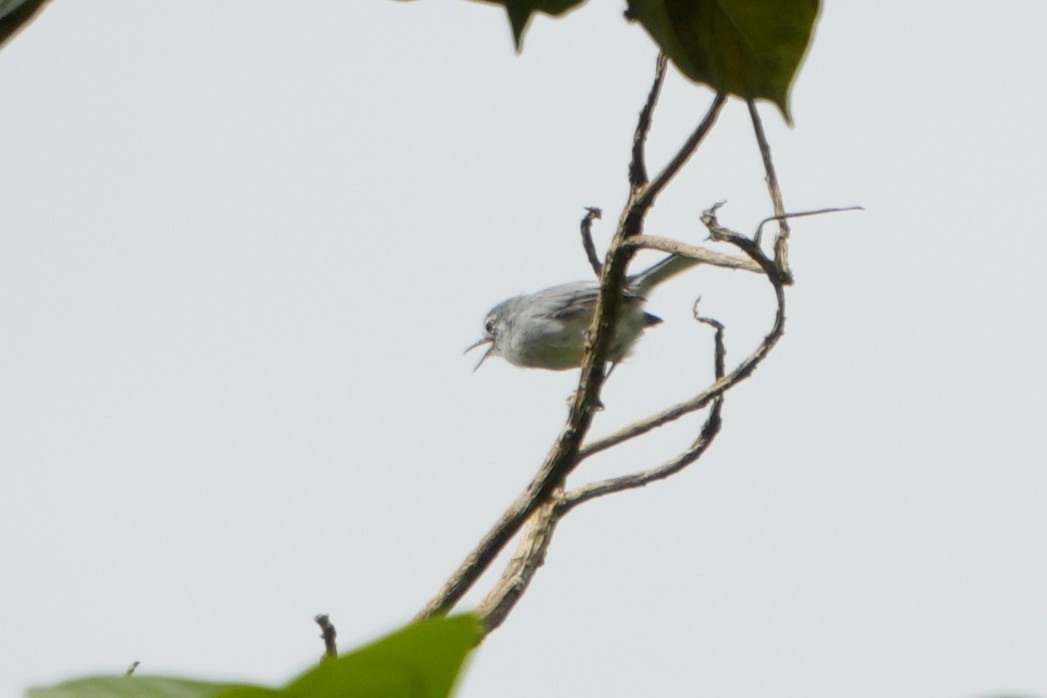 White-browed Gnatcatcher - ML643506236