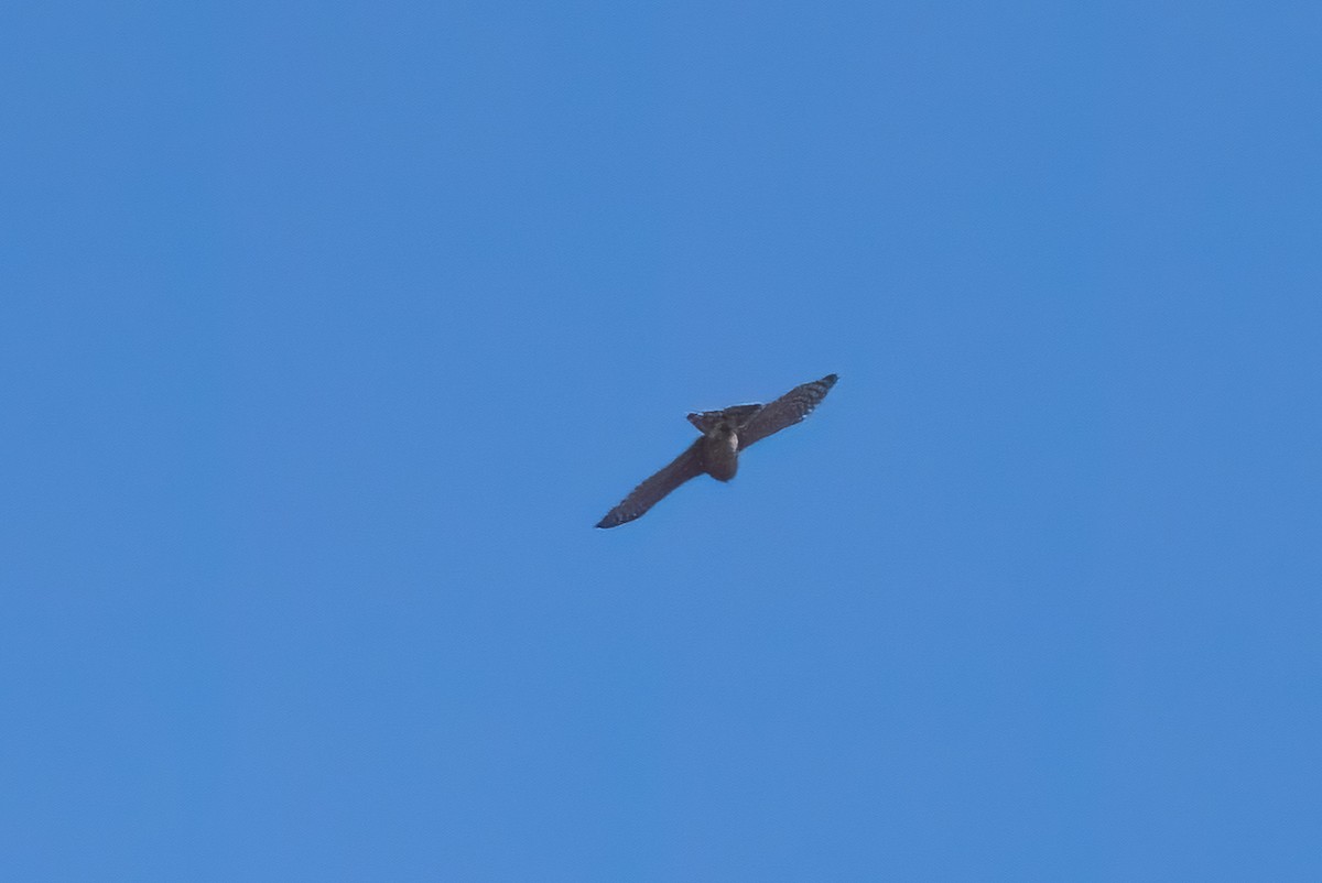 Cooper's Hawk - ML643506238