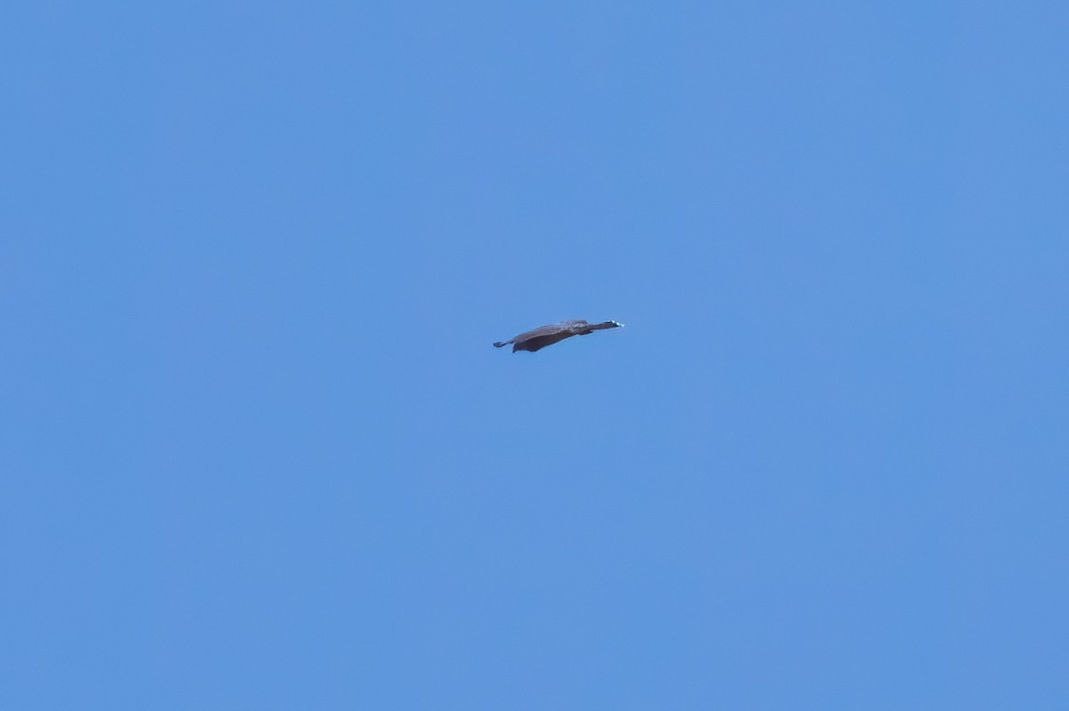 Cooper's Hawk - ML643506253