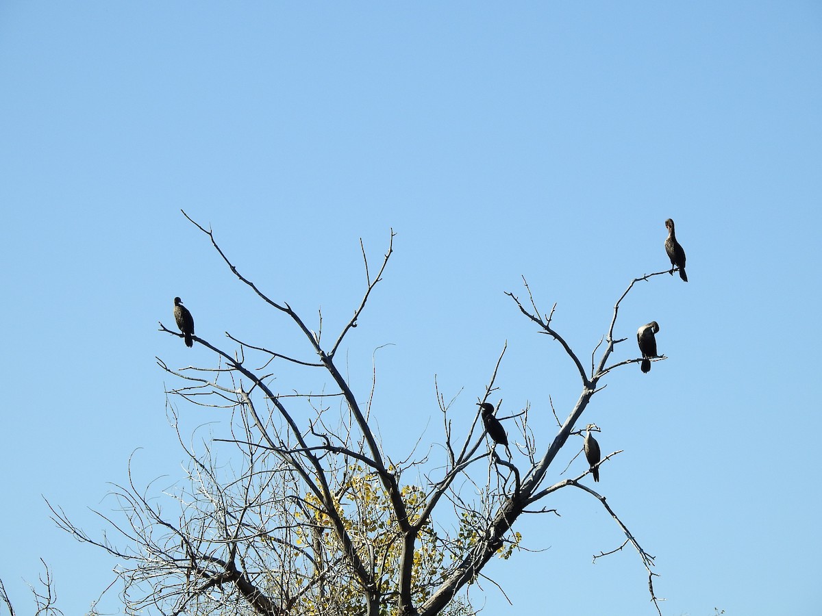 Double-crested Cormorant - ML643506254