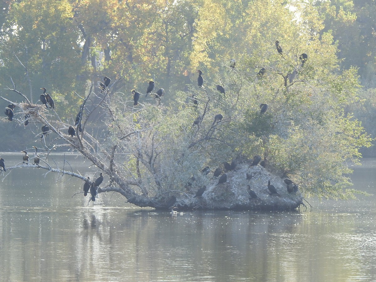 Double-crested Cormorant - ML643506258