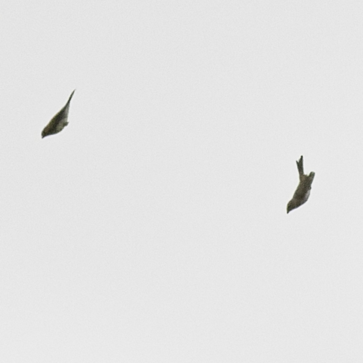 tanımsız Passeriformes sp. - ML643506259
