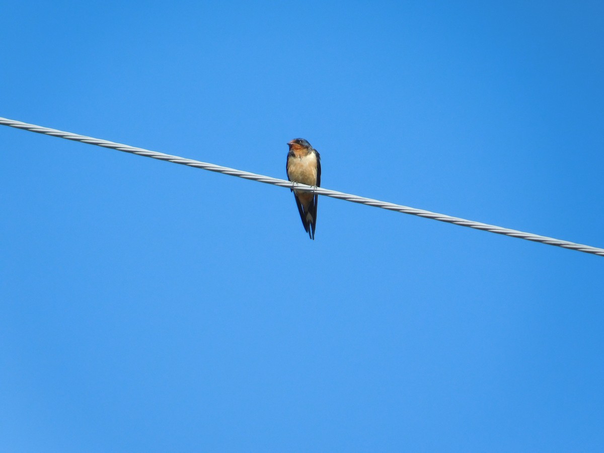 Barn Swallow - ML643506266