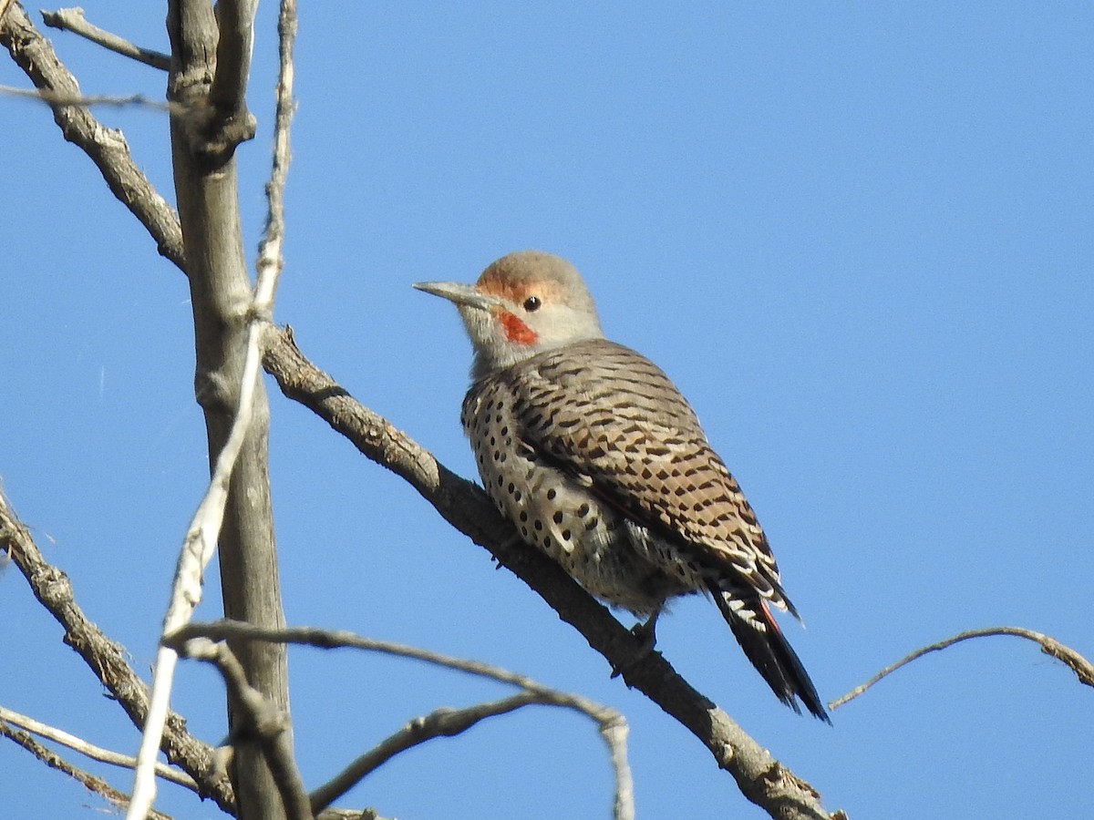 Northern Flicker (Red-shafted) - ML643506267