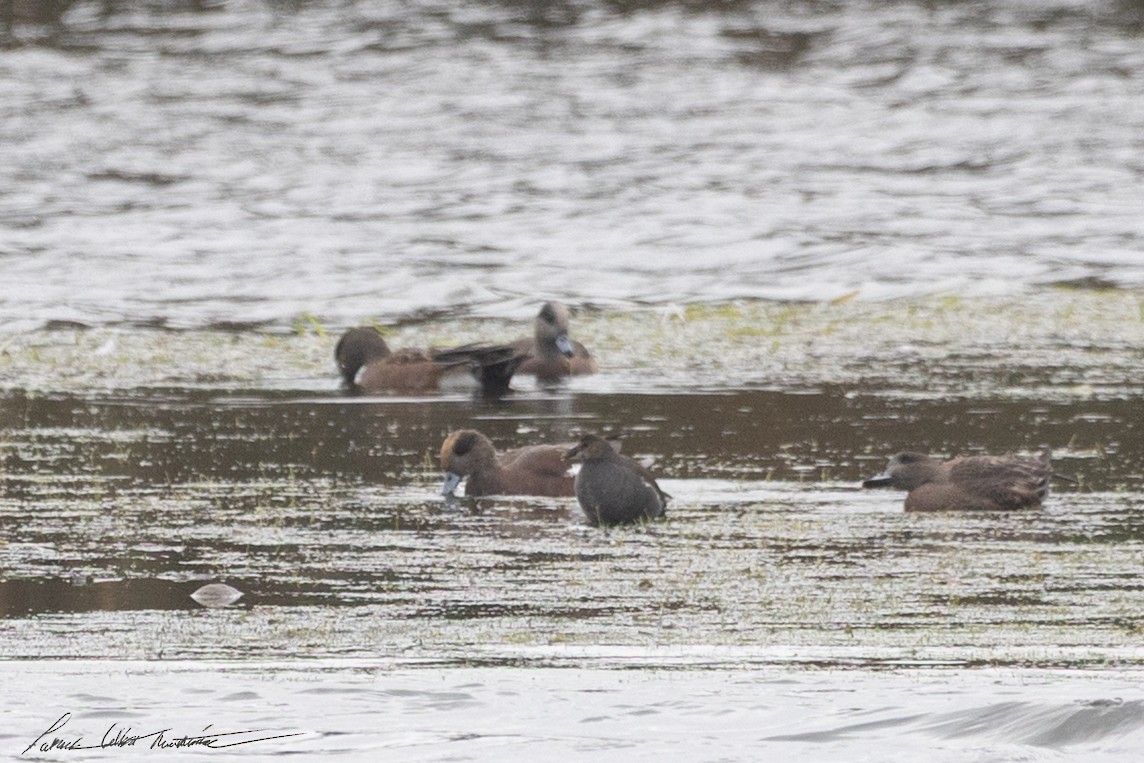 Common Gallinule - ML643506270