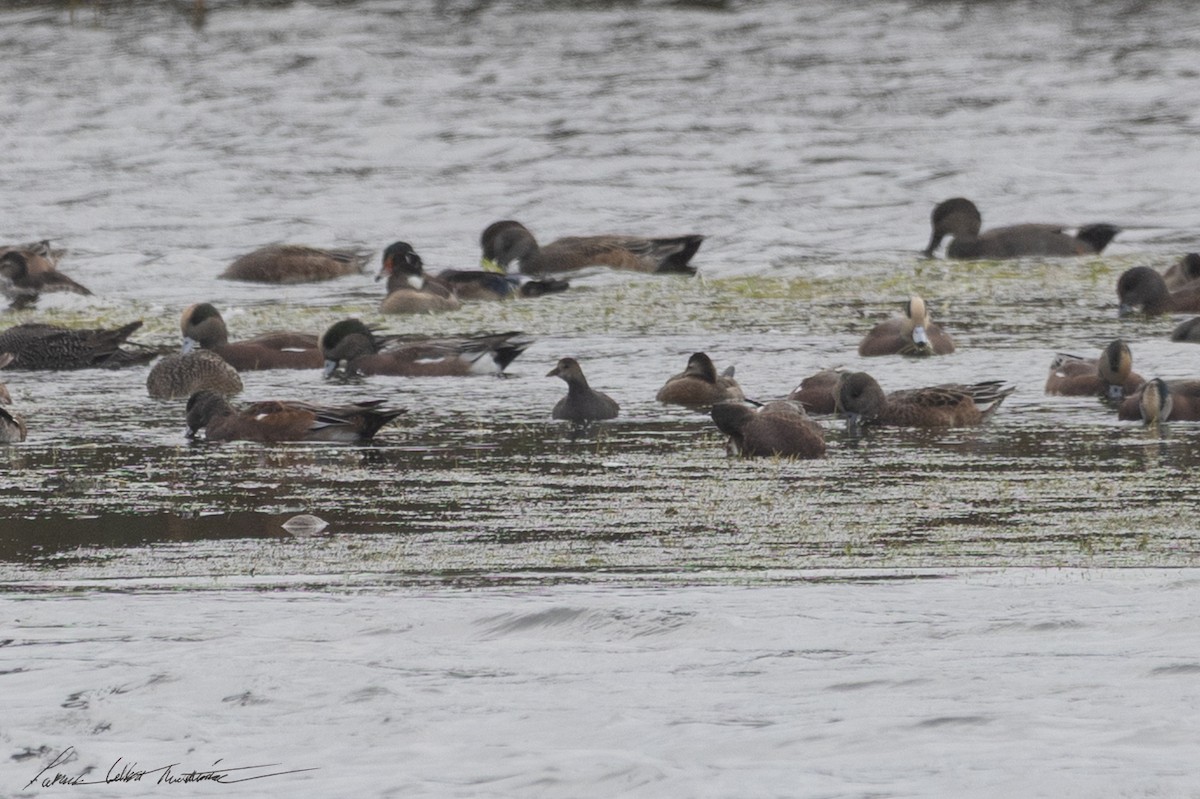 Common Gallinule - ML643506281