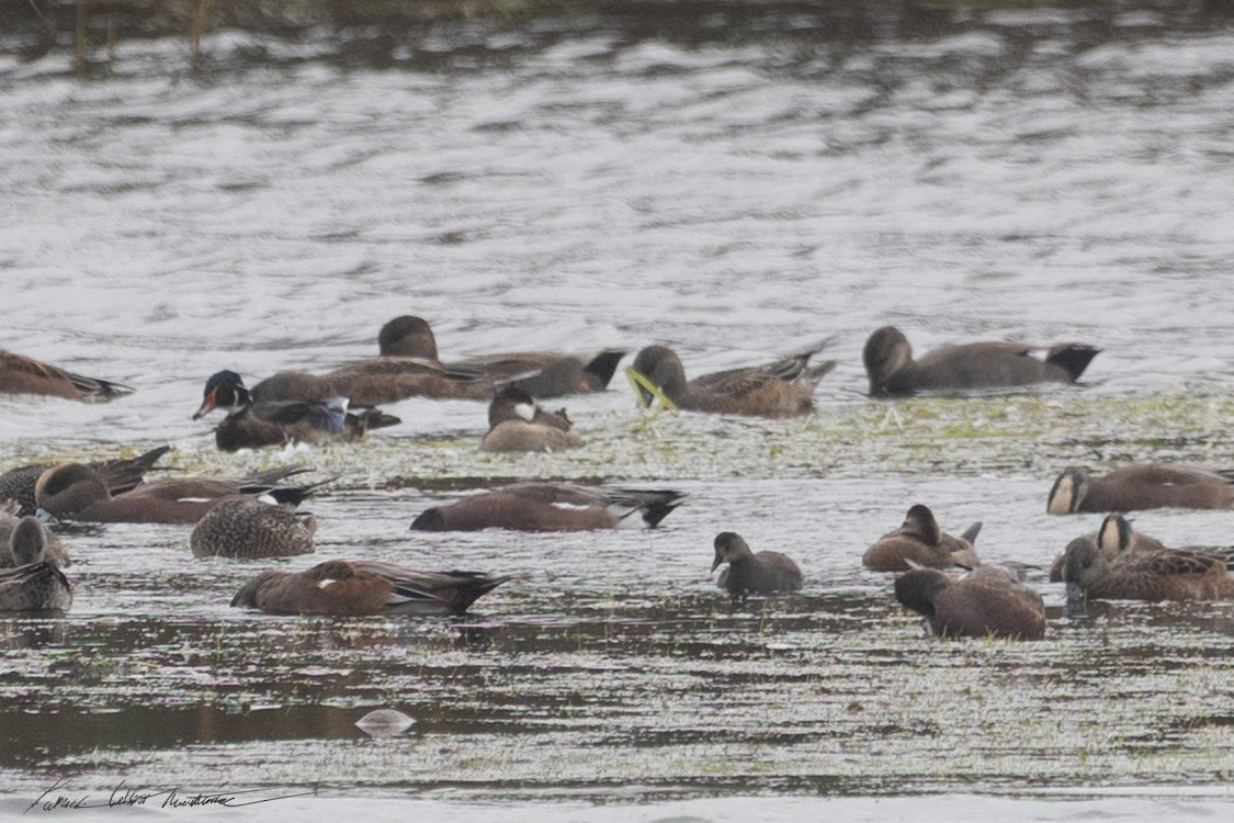 Common Gallinule - ML643506282