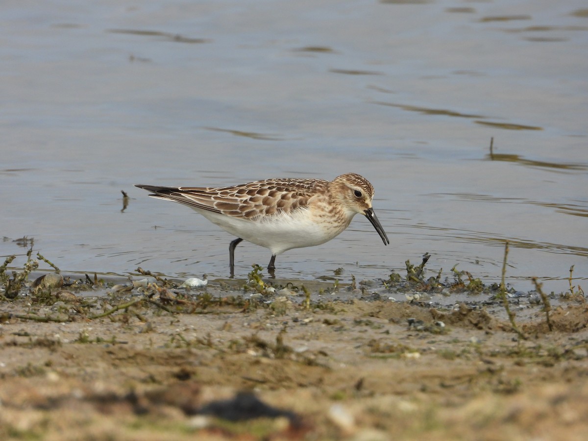 Bécasseau de Baird - ML643506302