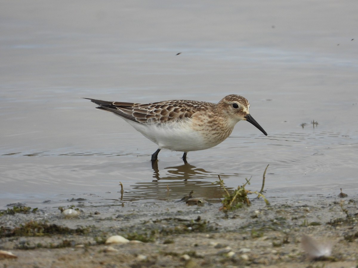 Bécasseau de Baird - ML643506313