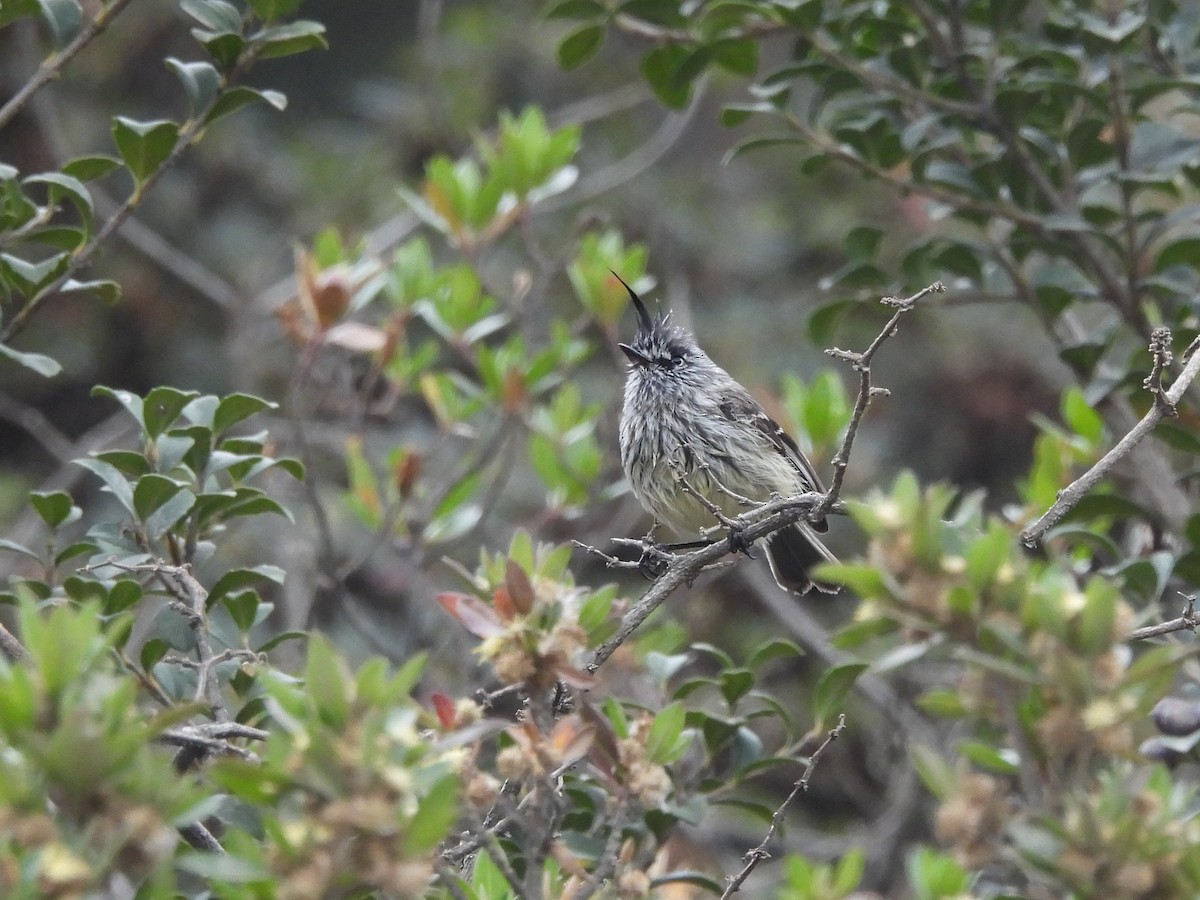 guløyemeisetyrann - ML643506316