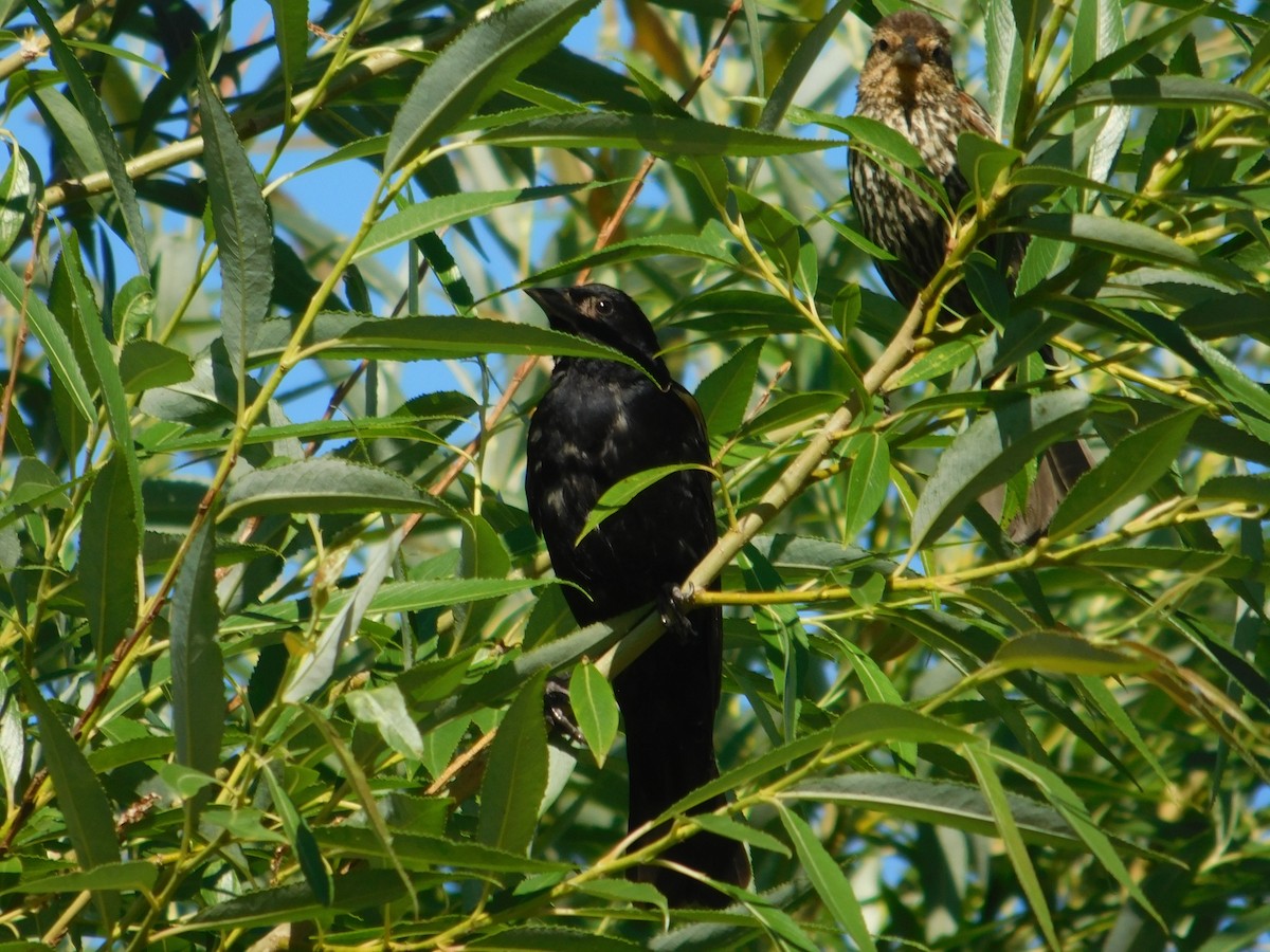Red-winged Blackbird - ML643506332