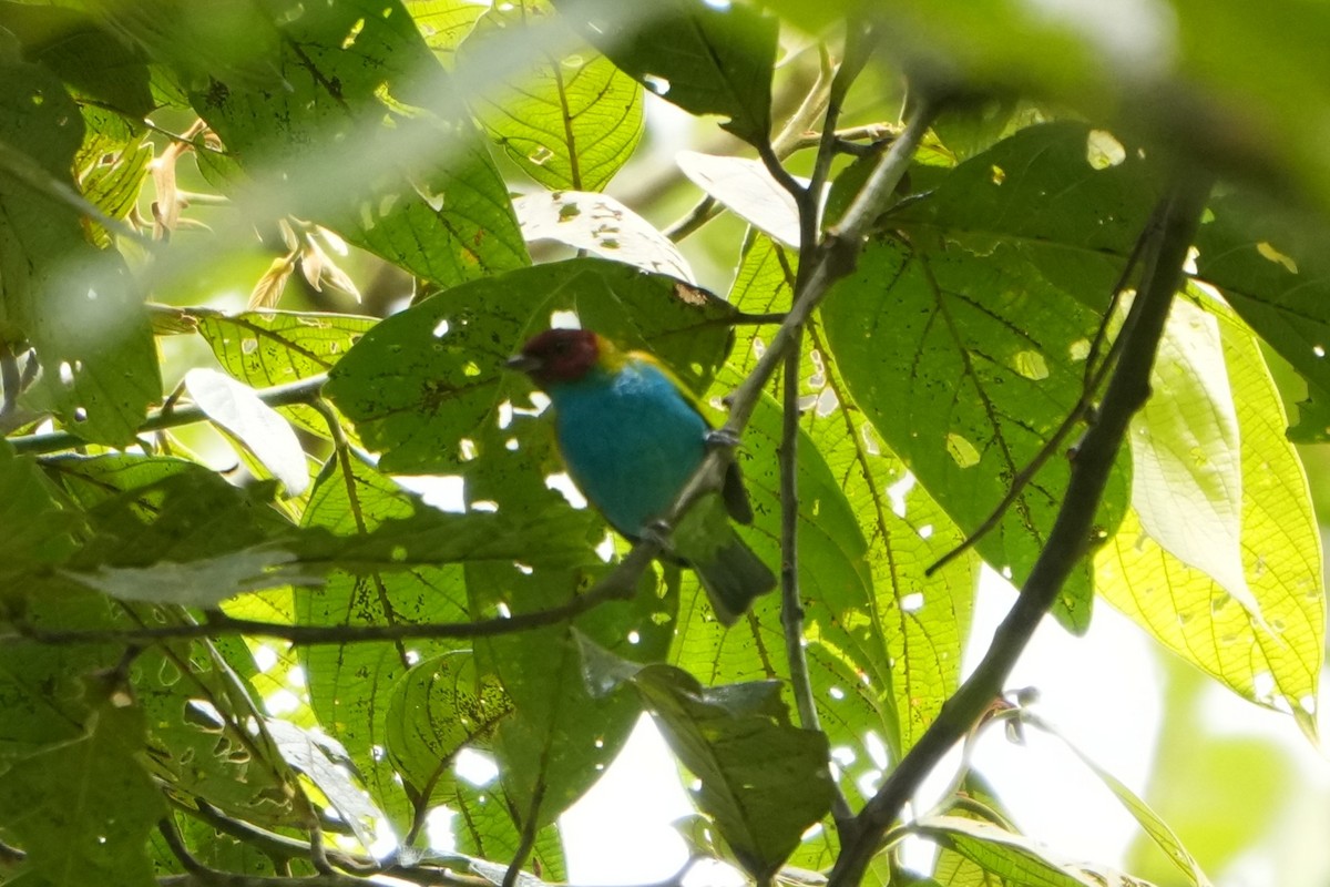 Bay-headed Tanager - ML643506353