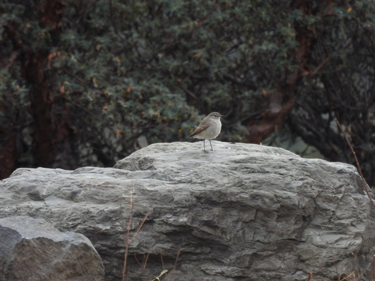 Spot-billed Ground-Tyrant - ML643506355