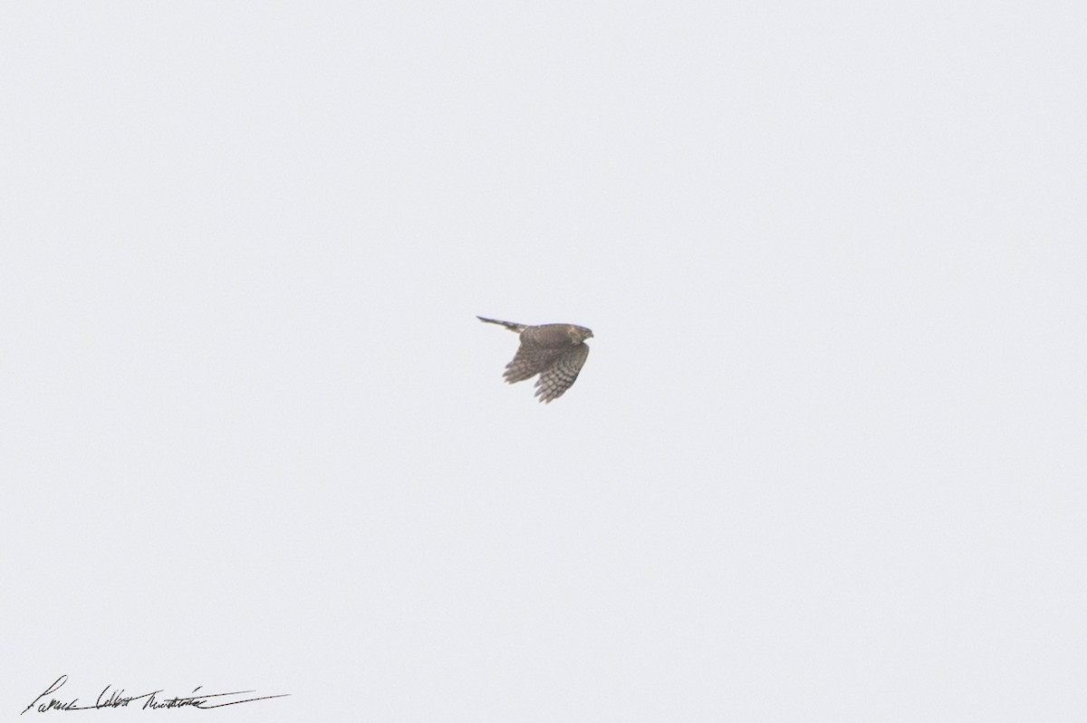 Sharp-shinned Hawk (Northern) - ML643506373