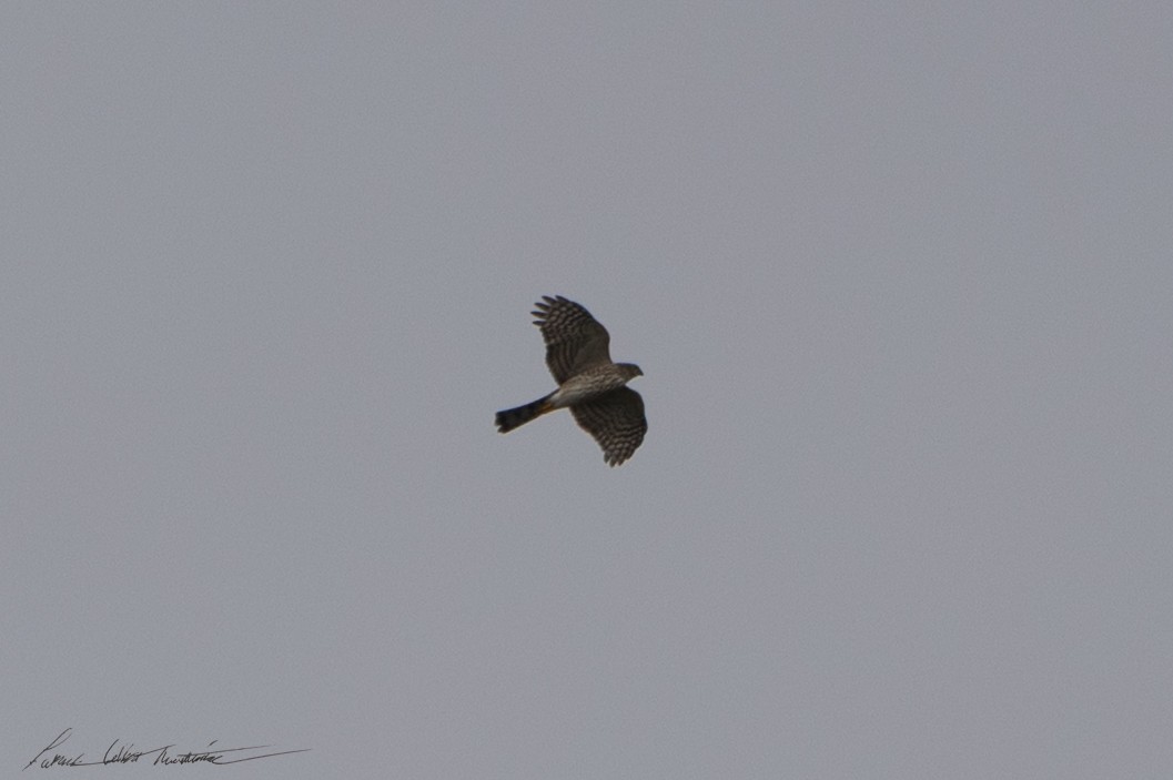 Sharp-shinned Hawk (Northern) - ML643506374