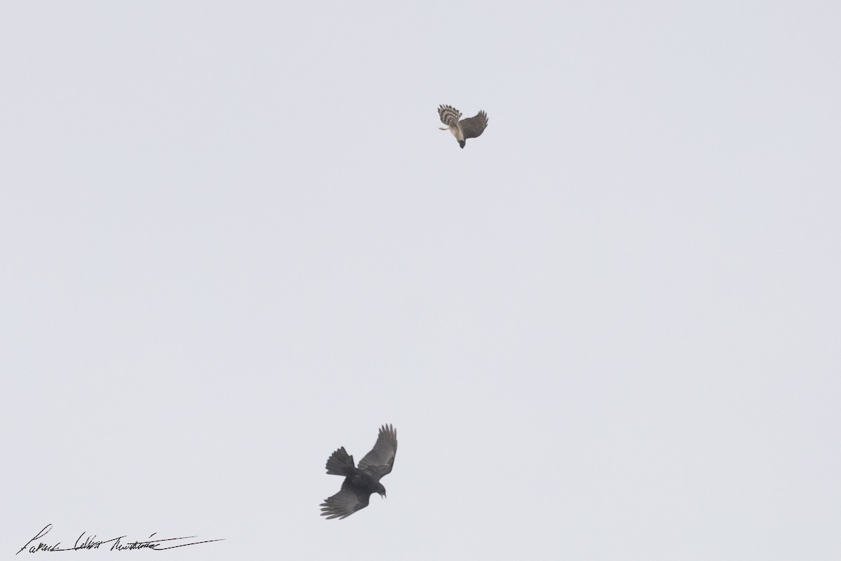 Sharp-shinned Hawk (Northern) - ML643506375