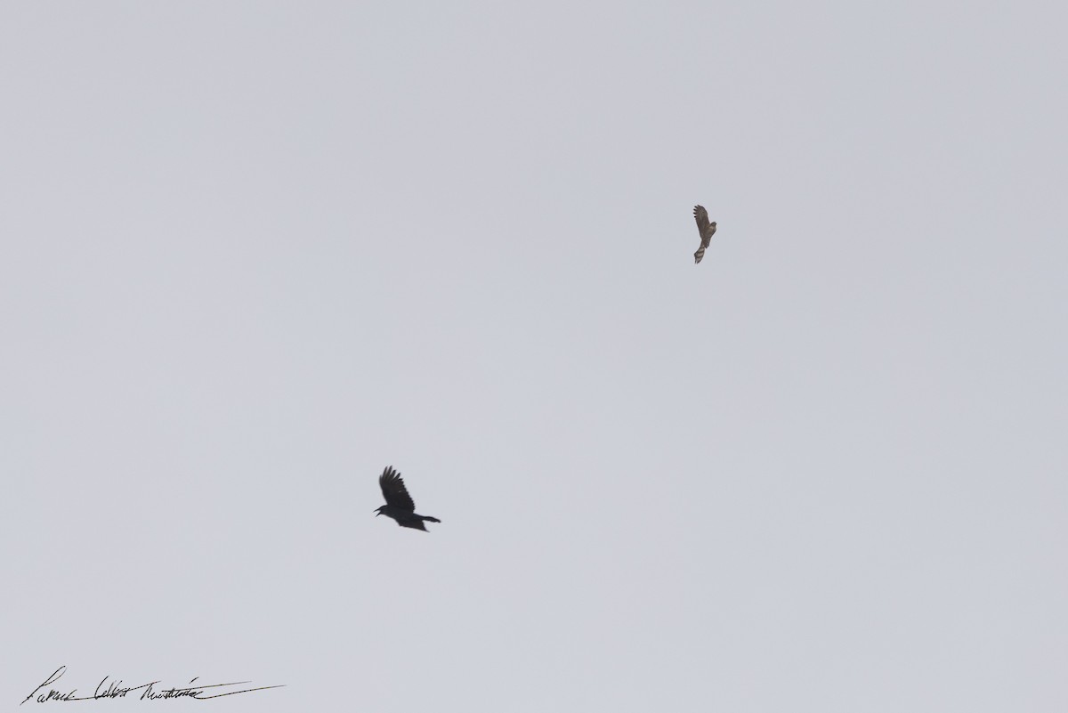 Sharp-shinned Hawk (Northern) - ML643506376