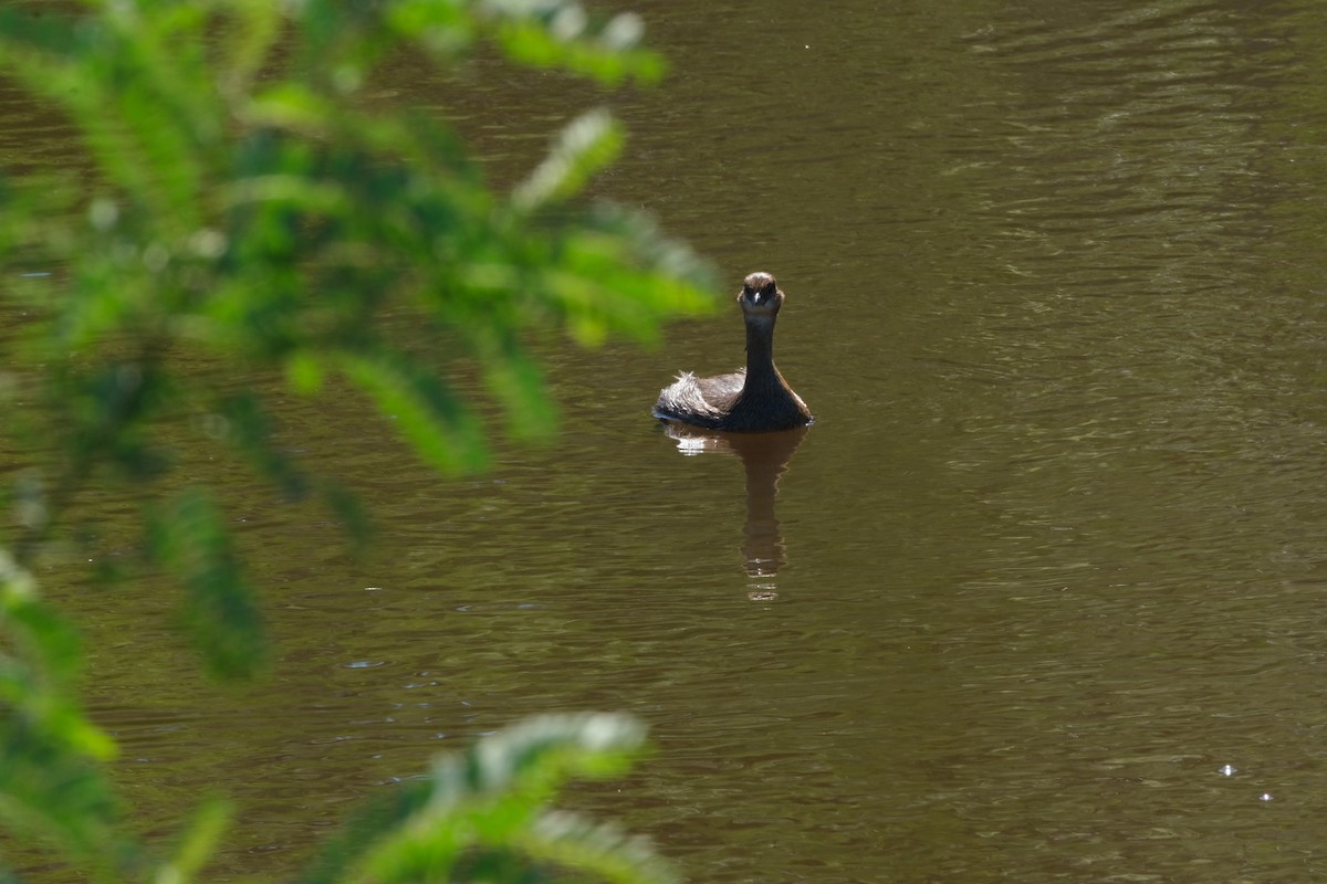 Pied-billed Grebe - ML643506385