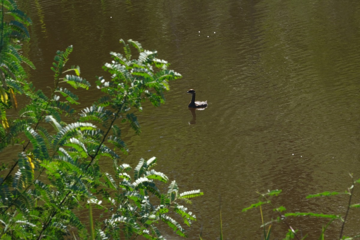 Pied-billed Grebe - ML643506388