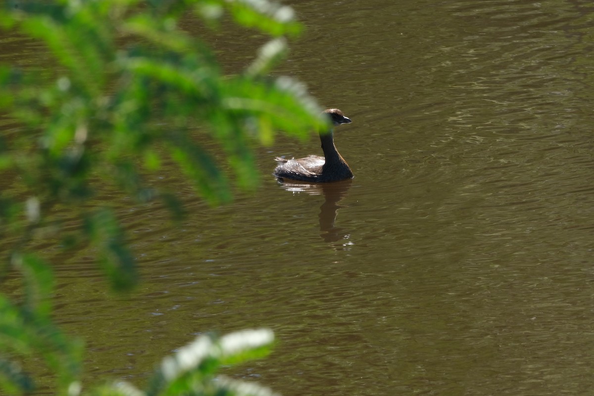 Pied-billed Grebe - ML643506389
