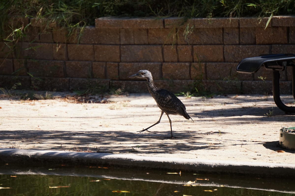 Yellow-crowned Night Heron - ML643506396