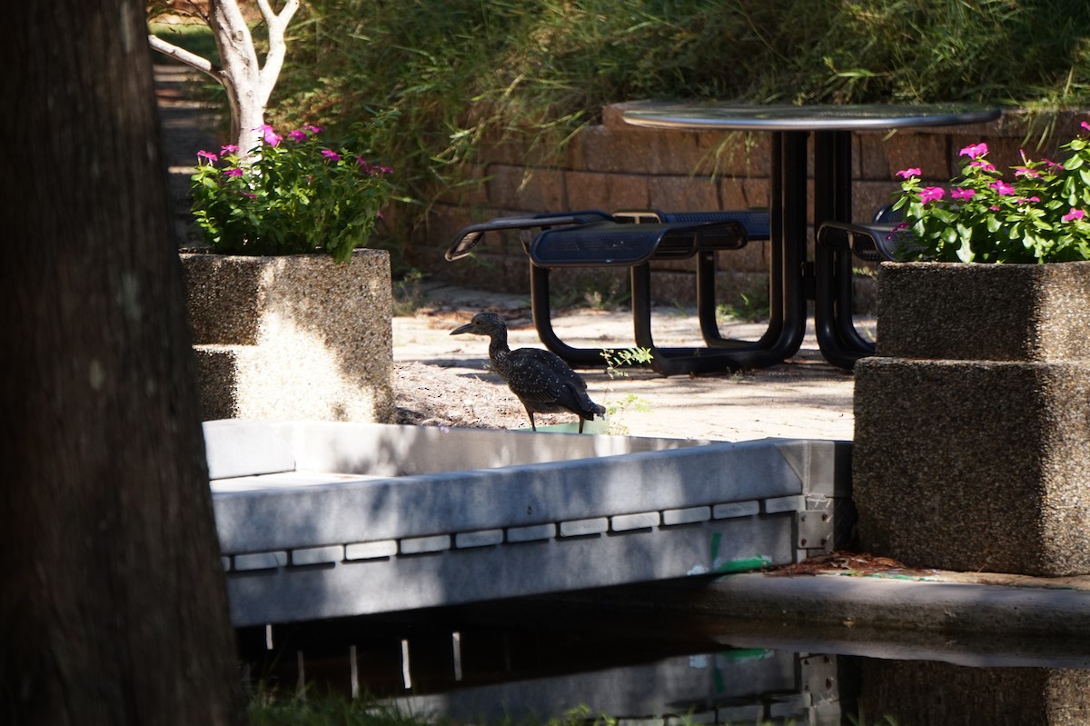 Yellow-crowned Night Heron - ML643506397