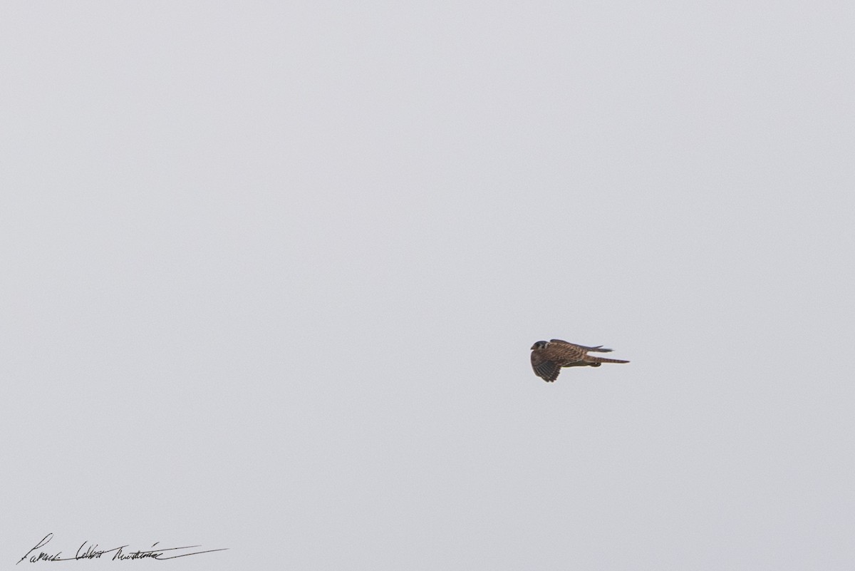 American Kestrel - ML643506398