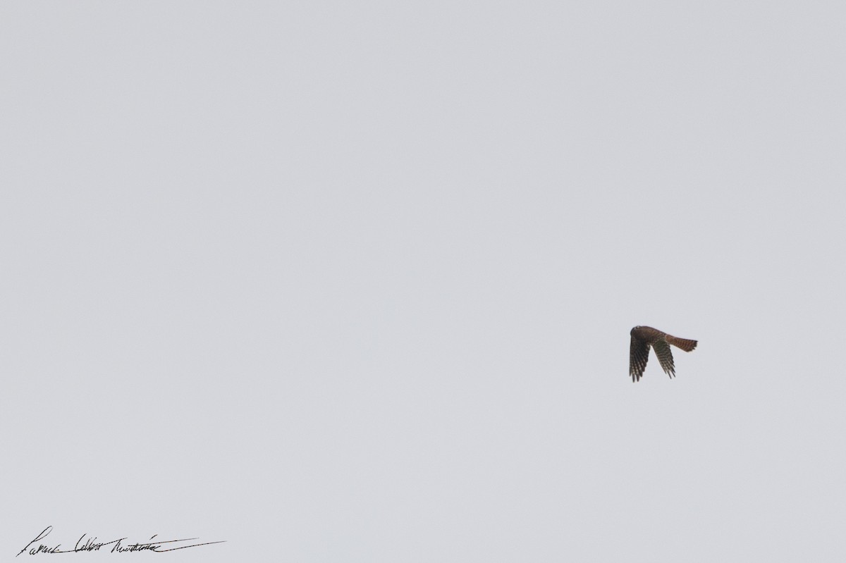 American Kestrel - ML643506399