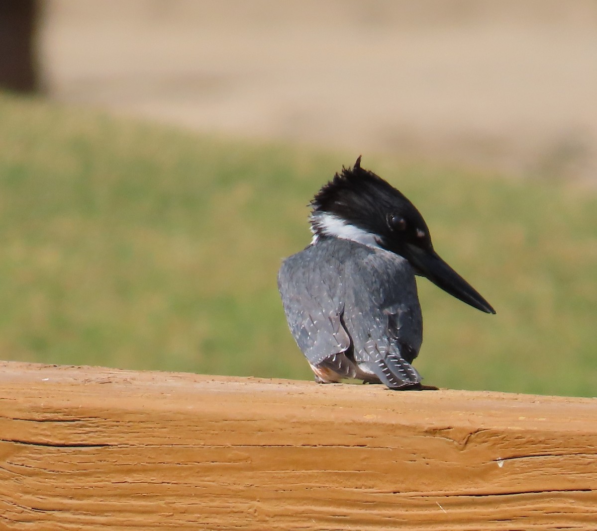 Belted Kingfisher - ML643506400