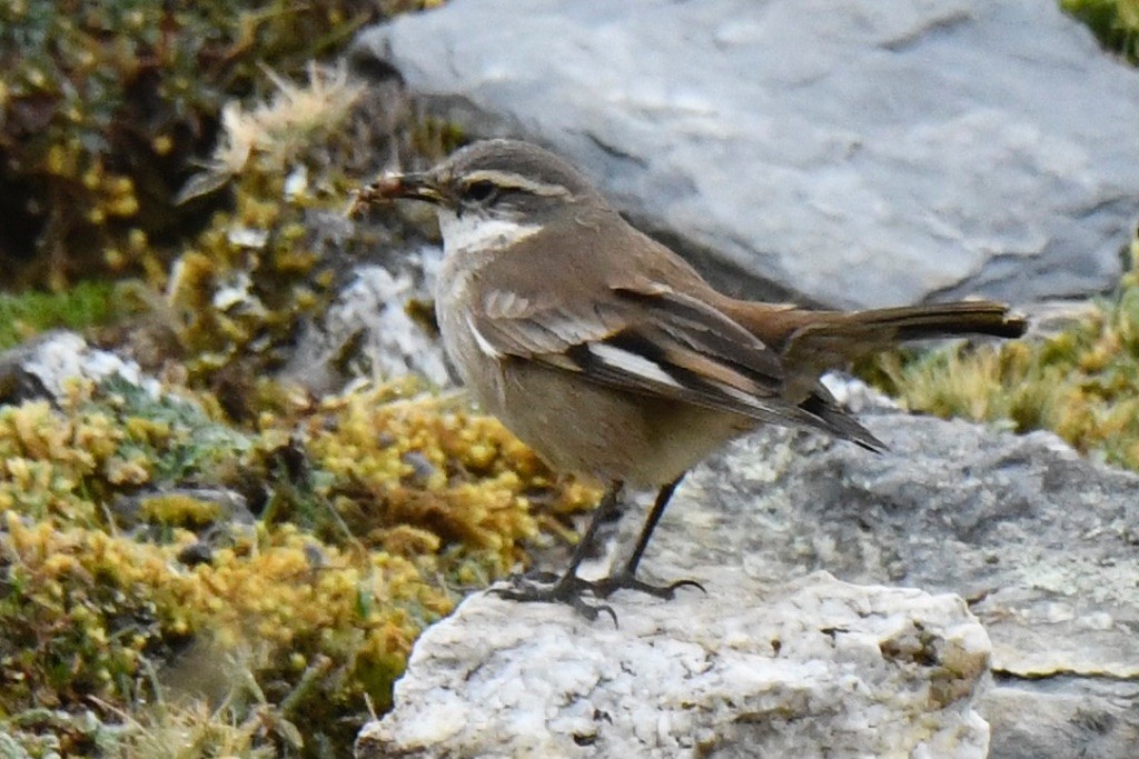 Cream-winged Cinclodes - ML643506402