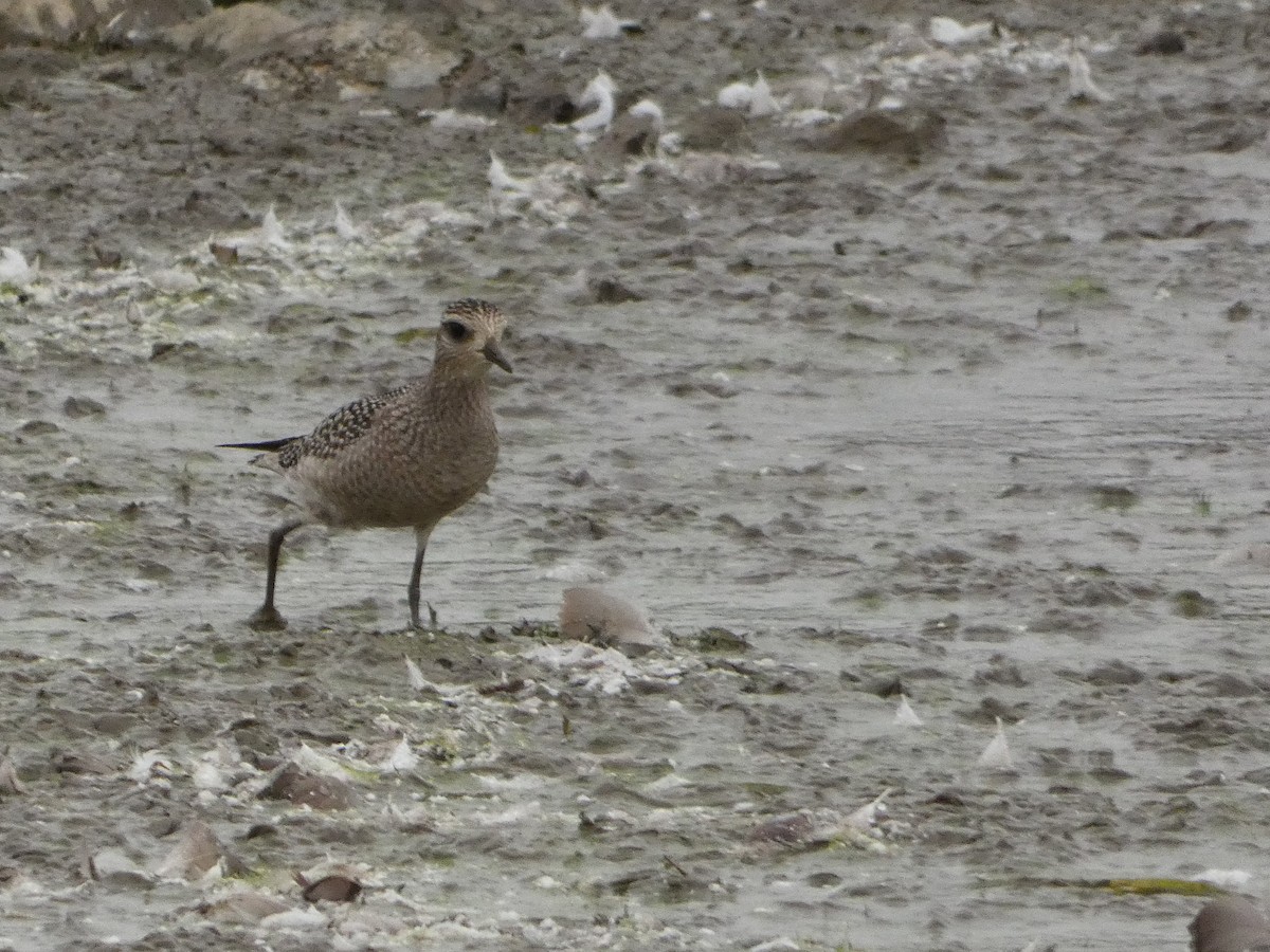 American Golden-Plover - ML643506411