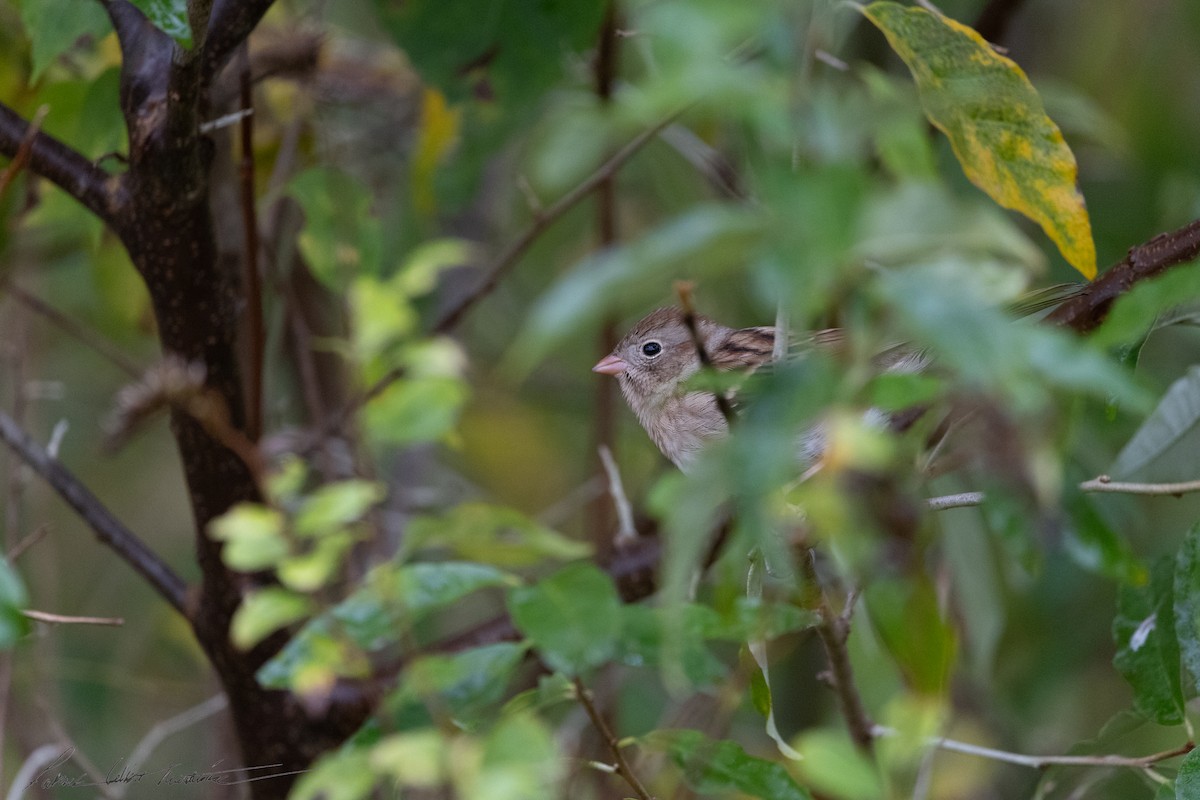 Field Sparrow - ML643506413