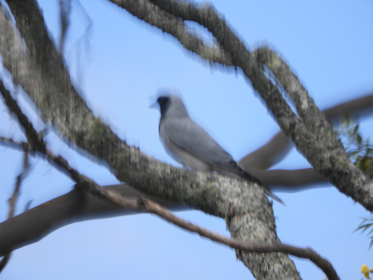Black-faced Cuckooshrike - ML643506415