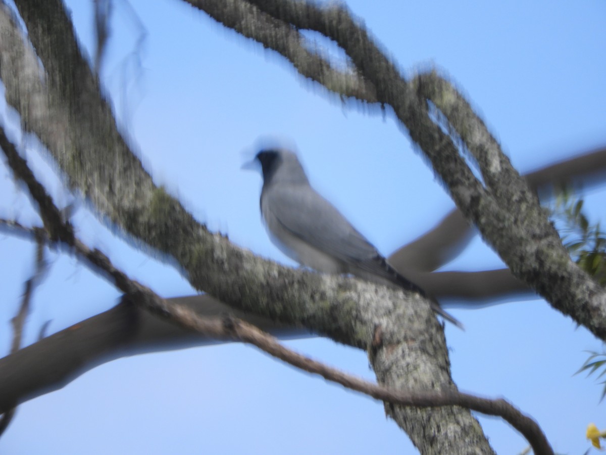Black-faced Cuckooshrike - ML643506416