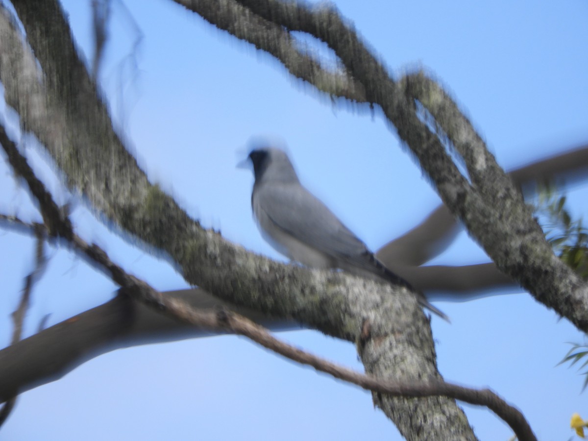 Black-faced Cuckooshrike - ML643506417