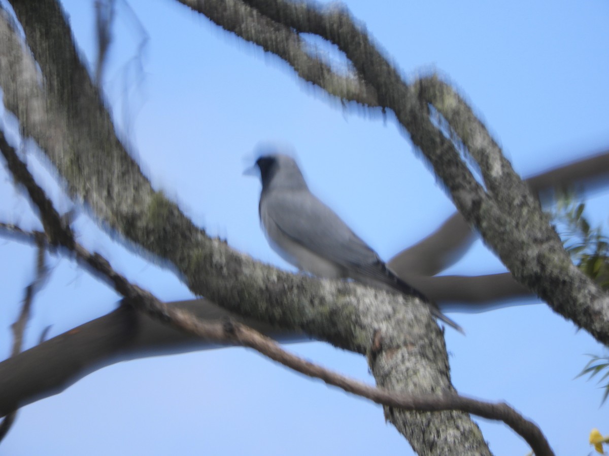 Black-faced Cuckooshrike - ML643506418