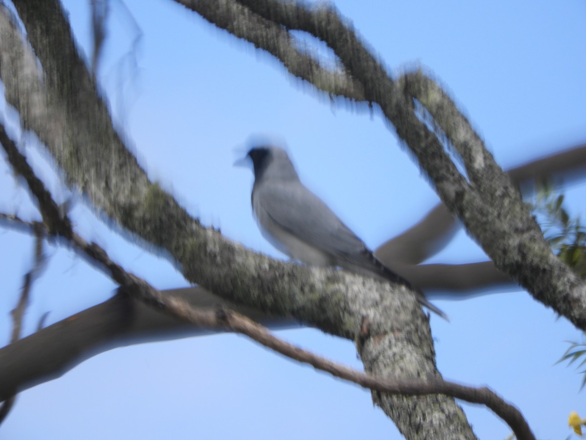 Black-faced Cuckooshrike - ML643506419