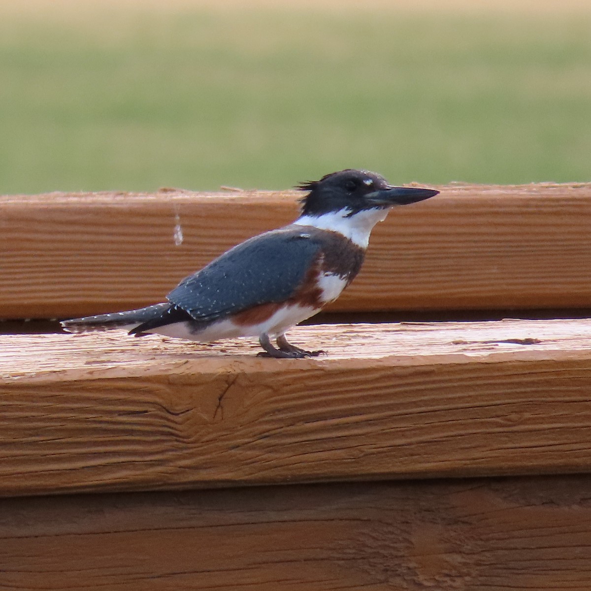Belted Kingfisher - ML643506423