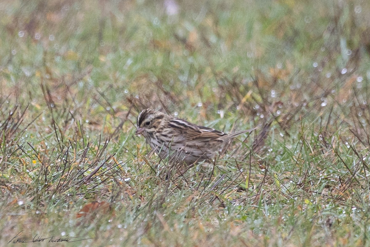 Savannah Sparrow (Savannah) - ML643506424
