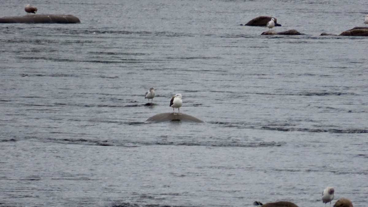 Great Black-backed Gull - ML643506454