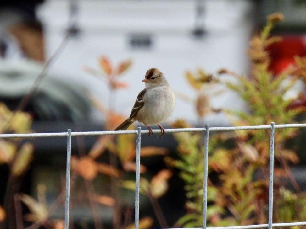 Bruant à couronne blanche - ML643506460