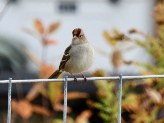 Bruant à couronne blanche - ML643506461