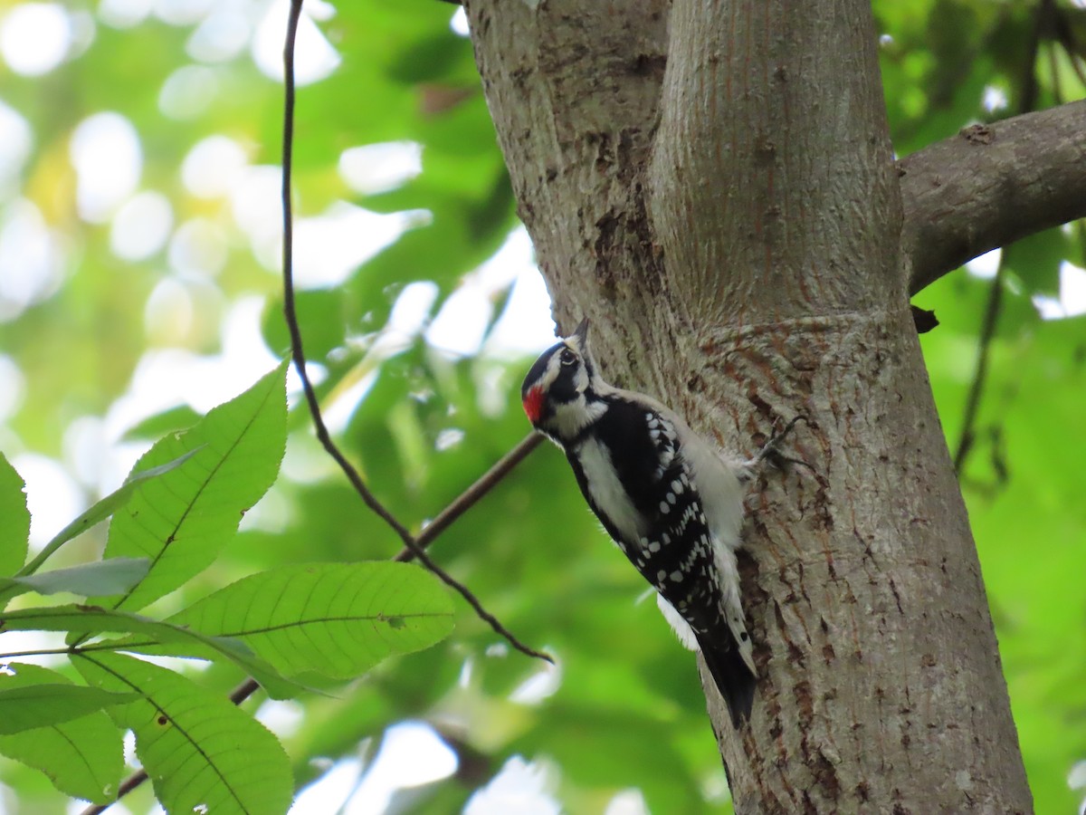 Downy Woodpecker - ML643506475