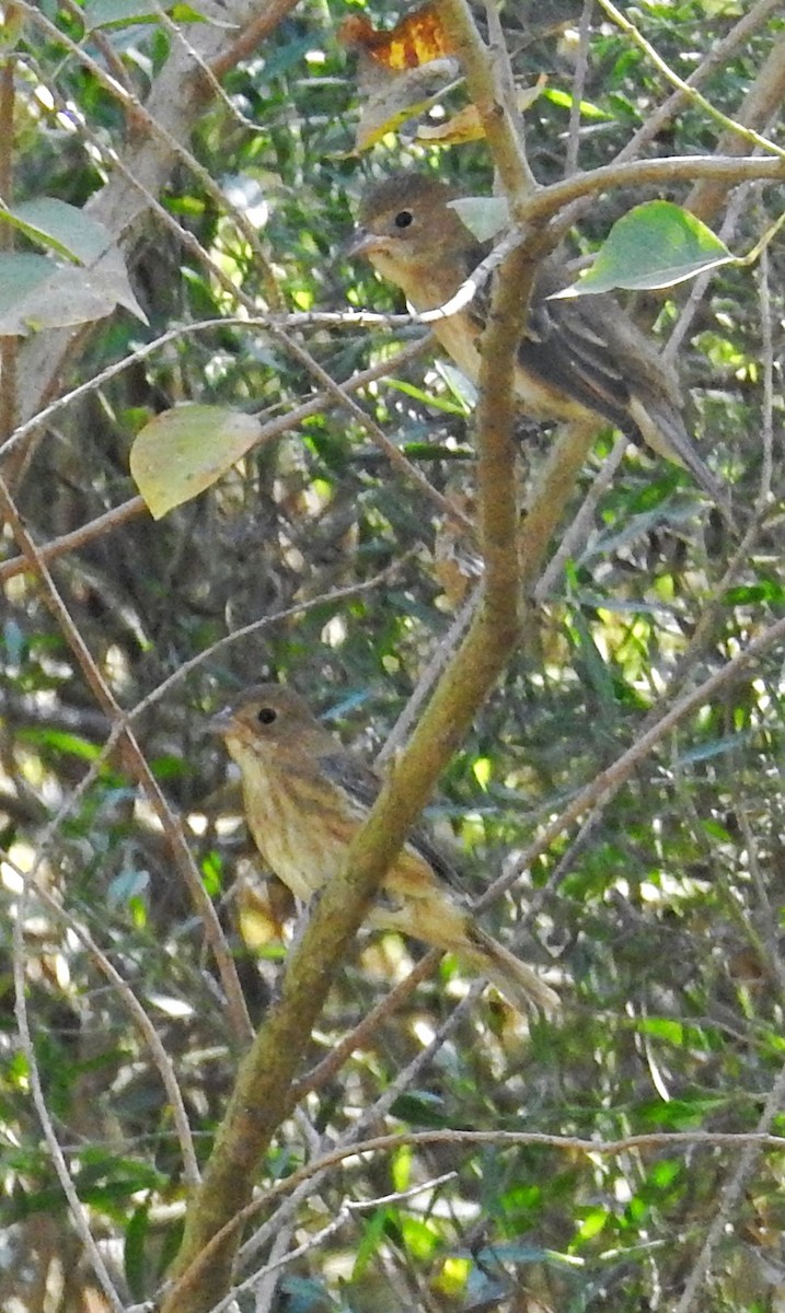 Indigo Bunting - ML643506492