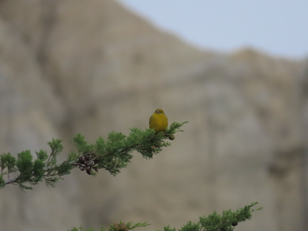Greenish Yellow-Finch - ML643506495